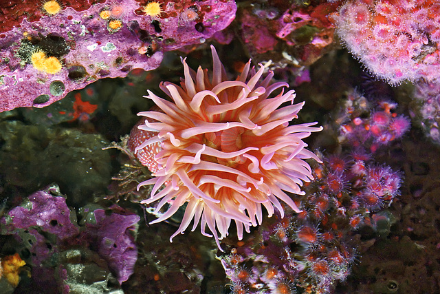 Anemone – Monterey Bay Aquarium, Monterey, California