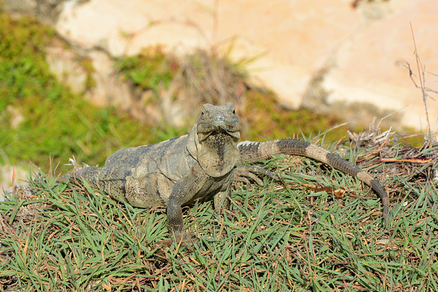 Mexico, Yucatan, A Huge Lizard in the Grass