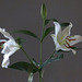 Lilium blancos