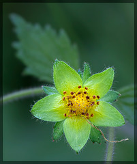 130/366: Sticky Cinquefoil Wildflower--No Petals, Just Sepals! [+1 in a note]