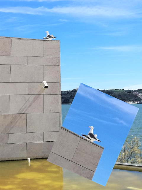 Will the Tagus seagulls be confused with the Tágides(*)?