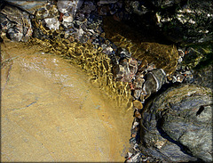 Rock pool, for Pam