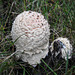Young Fly agaric / Amanita muscaria