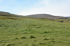 Icelandic Meadows