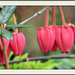 .......Crinodendron hookerianum ..Arbre aux lanternes du Chili