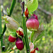 Bilberry – (Vaccinium Myrtillus) in Springtime (cropped)