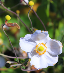 1 (160)..austria flower