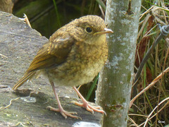 The garden is awash just now in robin fledglings - completely fearless!