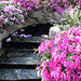 Stairway to Floral Heaven