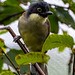 Blue capped laughing thrush