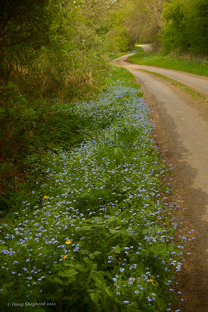 Rural lane in Spring