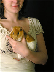 Girl With a Cavy