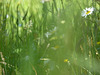 texture / background - Meadow