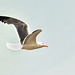 Seagull in flight (2)