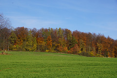 Herbstfarben am "Nüll"