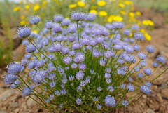 Jasione montana, Asterales