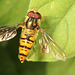 IMG 3966Hoverfly