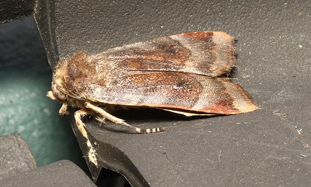 Moth IMG 5229