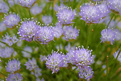 Jasione montana, Asterales