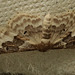 Moth IMG 5412