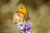 papillon Amaryllis
