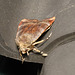 Moth IMG 5226