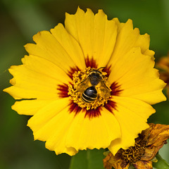 Honey Bee on Coreopsis Flower