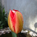 New tulip emerging