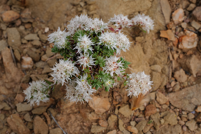 Paronychia argentea Lam. var. angustifolia var. argentea, Caryophyllales