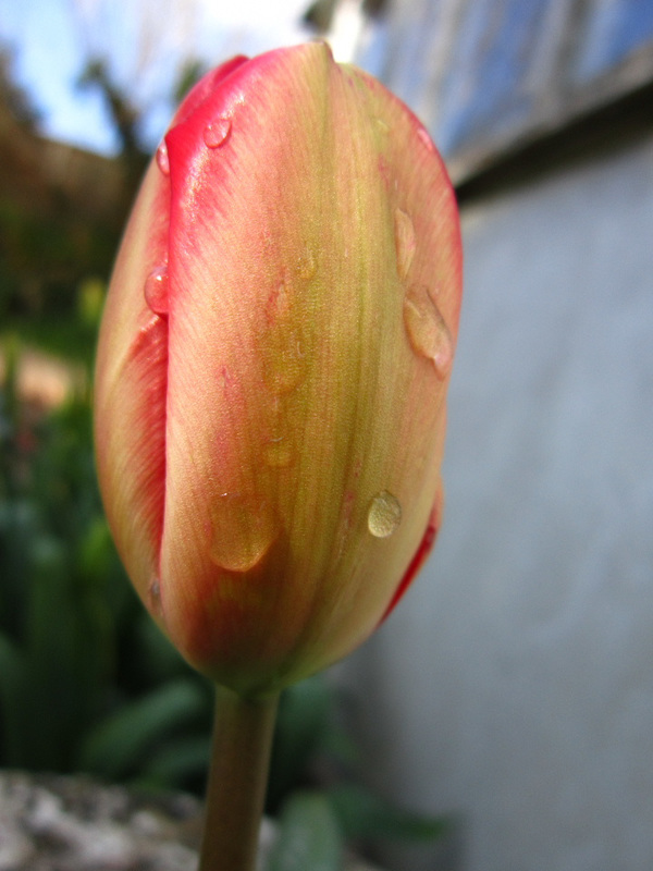 Lovely new tulip after a small shower