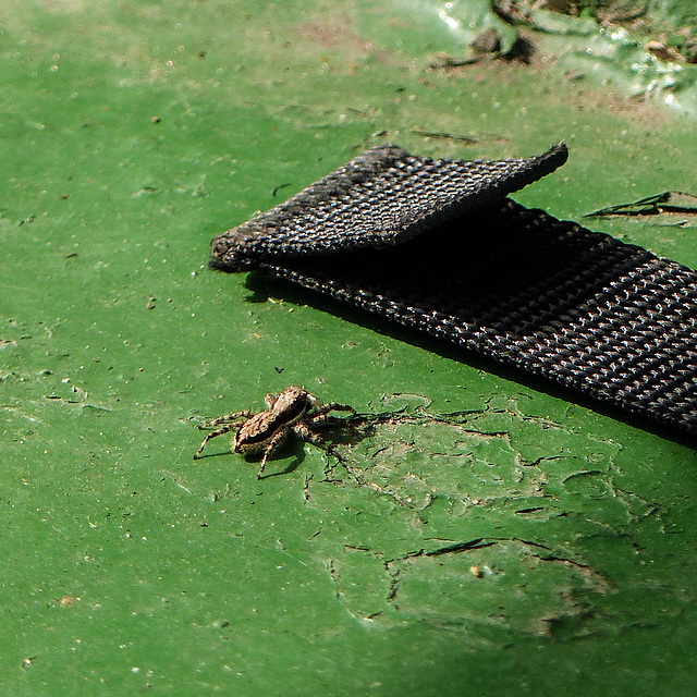 Spider on bottom of our boat, Caroni Swamp, Trinidad