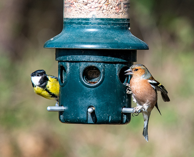 Great tit and chaffinch