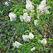 The white lilac