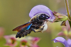 Insekten Highlights 2021 (2): Blaue Holzbiene - Insect highlights 2021 (2): violet carpenter bee