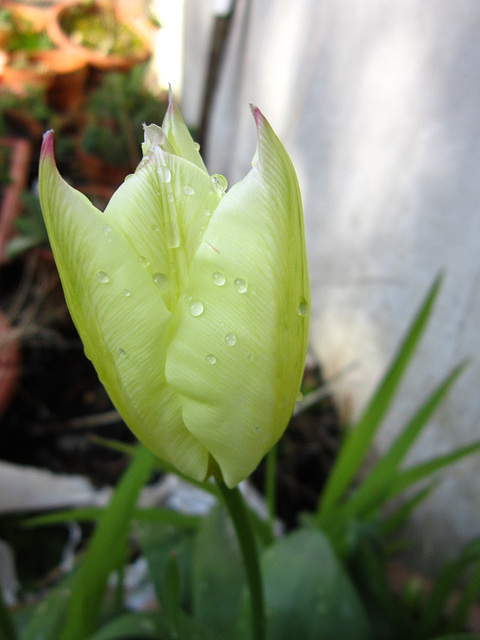 A new gorgeous pale lemon tulip