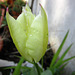 A new gorgeous pale lemon tulip