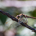 Dragon fly beside the Wirral Way