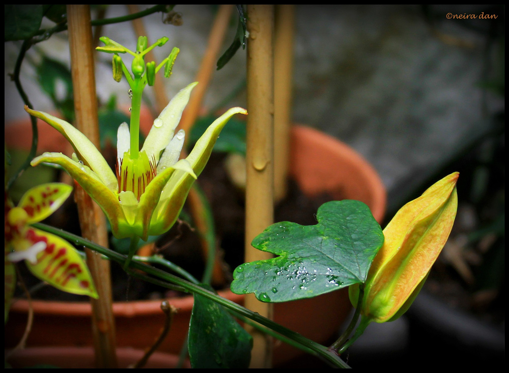 Passiflora aurantia (2)