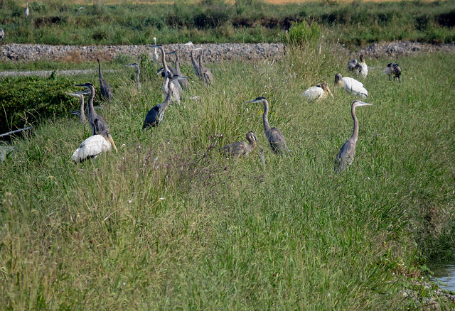 Great blue herons & wood storks