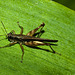 GrasshopperIMG_2902