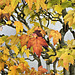 Bonsai Drummond's Red Maple – United States National Arboretum, Washington, DC