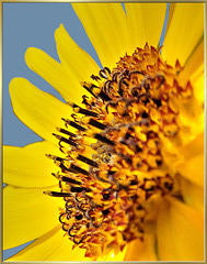 Center of an sunflower... ©UdoSm