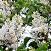 The white lilac has a gorgeous scent