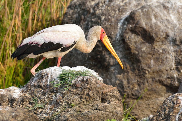 tantale ibis