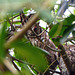 Two Tropical Screech Owls, Caroni Swamp, Trinidad