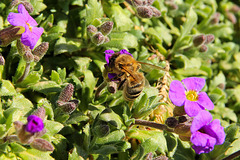 Biene auf Blaukissen  (1 PicinPic)