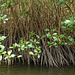 Caroni Swamp, Trinidad