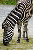 Zebra (PiP)