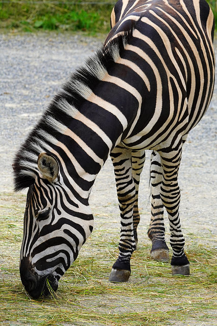 Zebra (PiP)