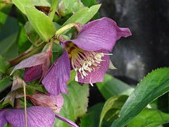 Helleborus orientalis. Lenten Rose